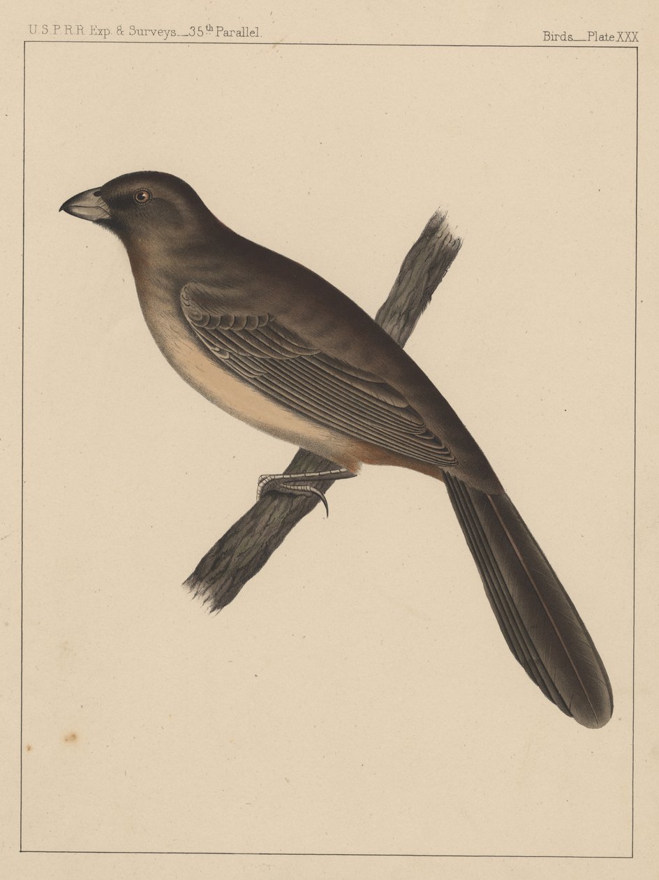 Oiseaux, Planche XXX, 1855 - American School