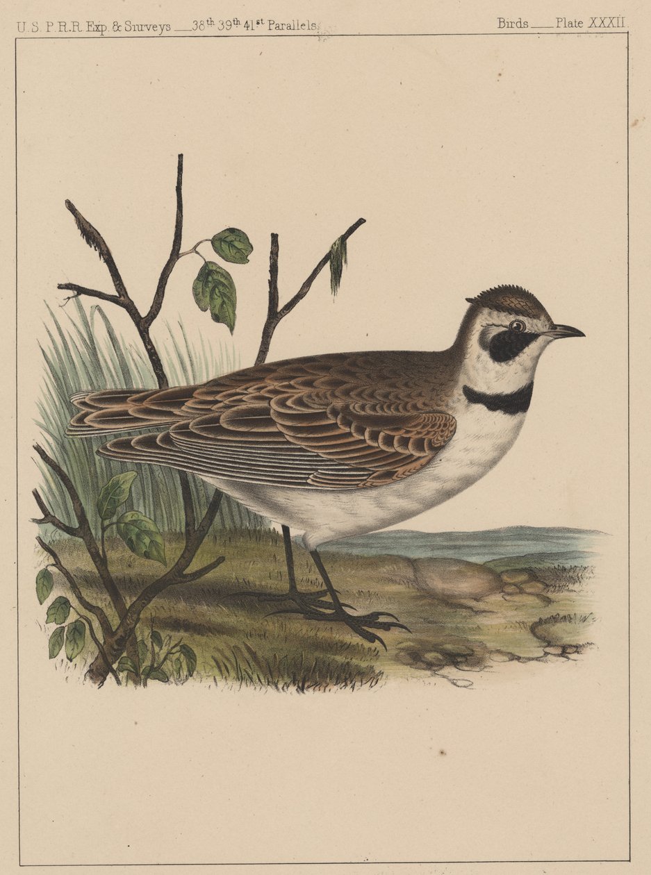 Oiseaux, Planche XXXII, 1855 - American School
