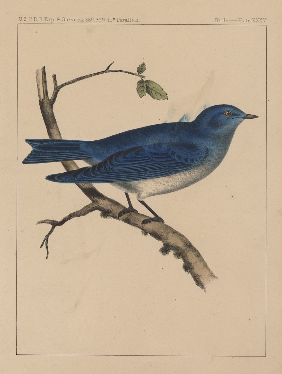 Oiseaux, Planche XXXV, 1855 - American School
