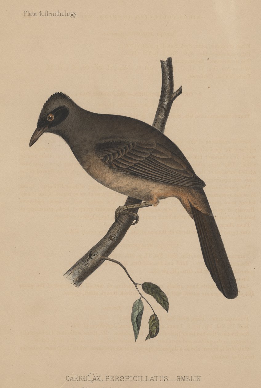 Garrulax Perspicillatus (Gmelin), 1855 - American School