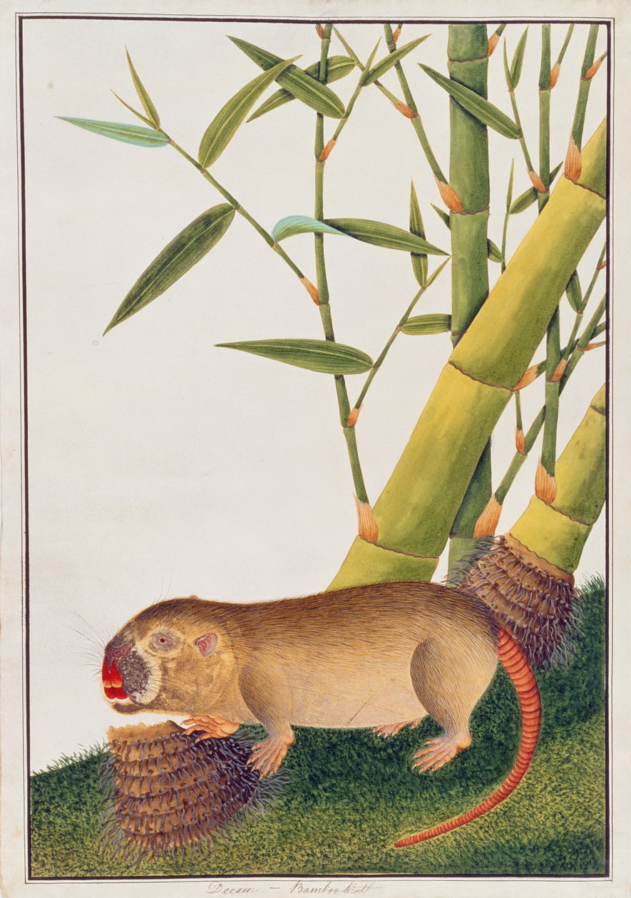 Rat de bambou, Decan, tiré de Dessins d