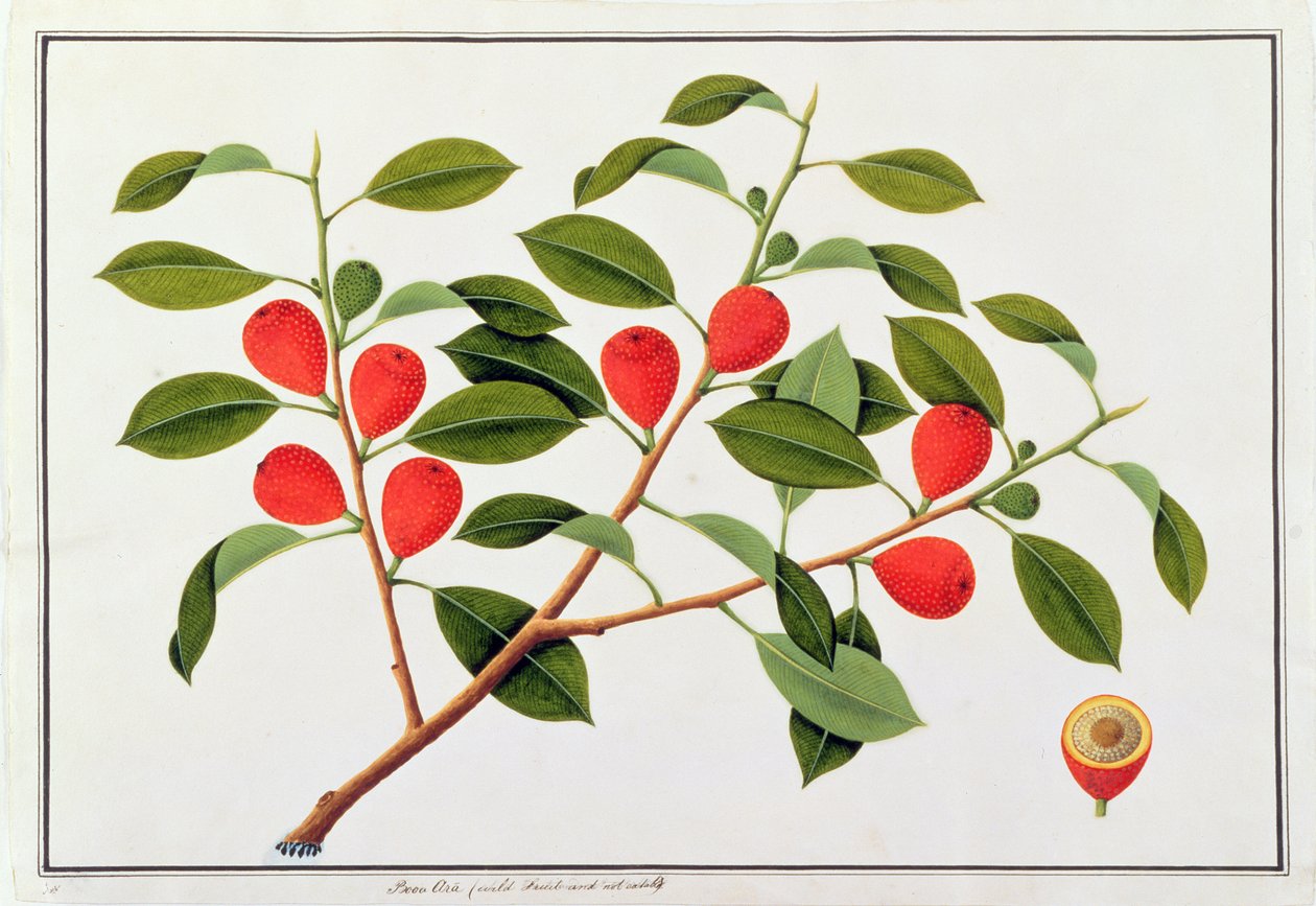 Booa Ara, fruit sauvage non comestible, de Dessins de plantes de Malacca, c.1805-18 - Chinese School