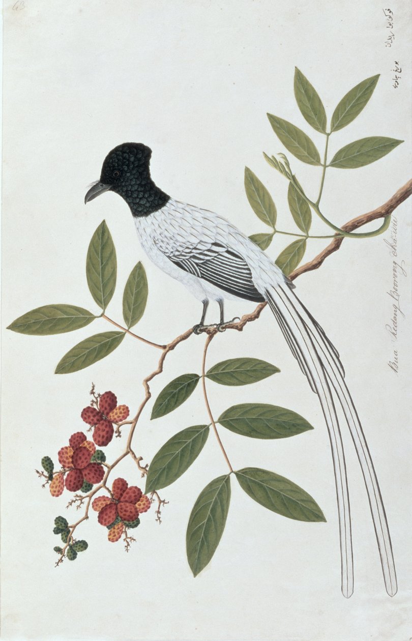 Bua Redang Boorong cha-wie, des dessins d