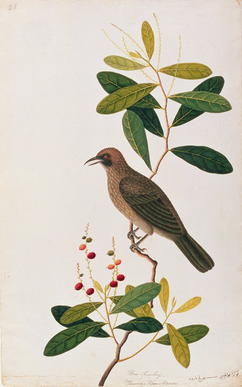 Bua Sambey, Boorong Baroo Baroo, d'après Dessins d'oiseaux de Malacca ...