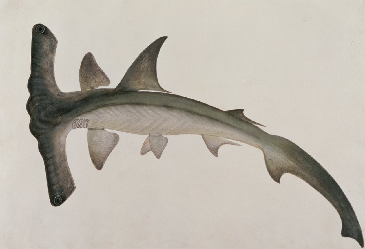Eeoo Tando, de dessins de poissons de Malacca, c.1805-18 - Chinese School