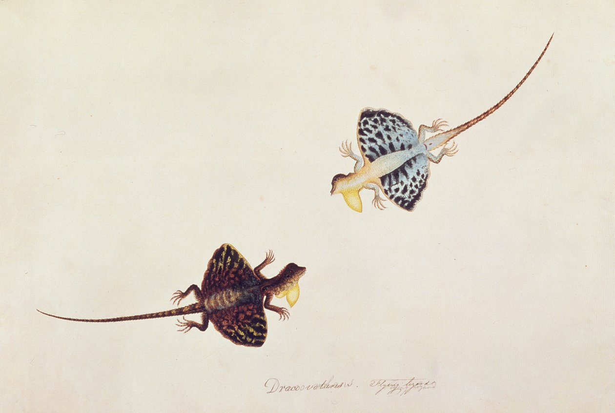 Lézard volant, Draco volans, Soompah Soompah, de Dessins d