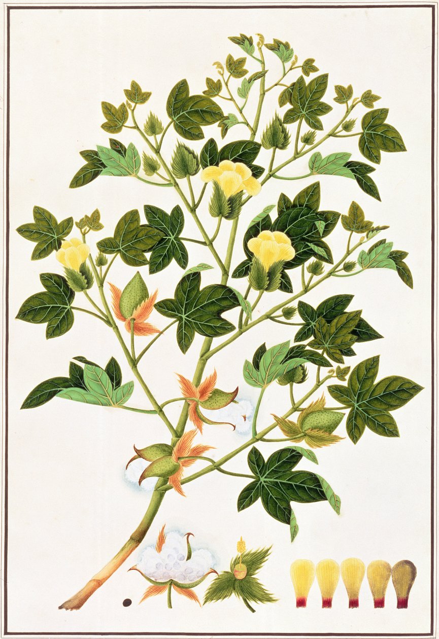 Gopypium Arboreum ou Plante de Coton, c.1805-18 - Chinese School