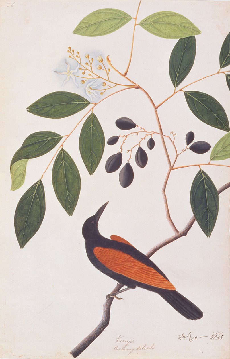 Grand Coucal, d