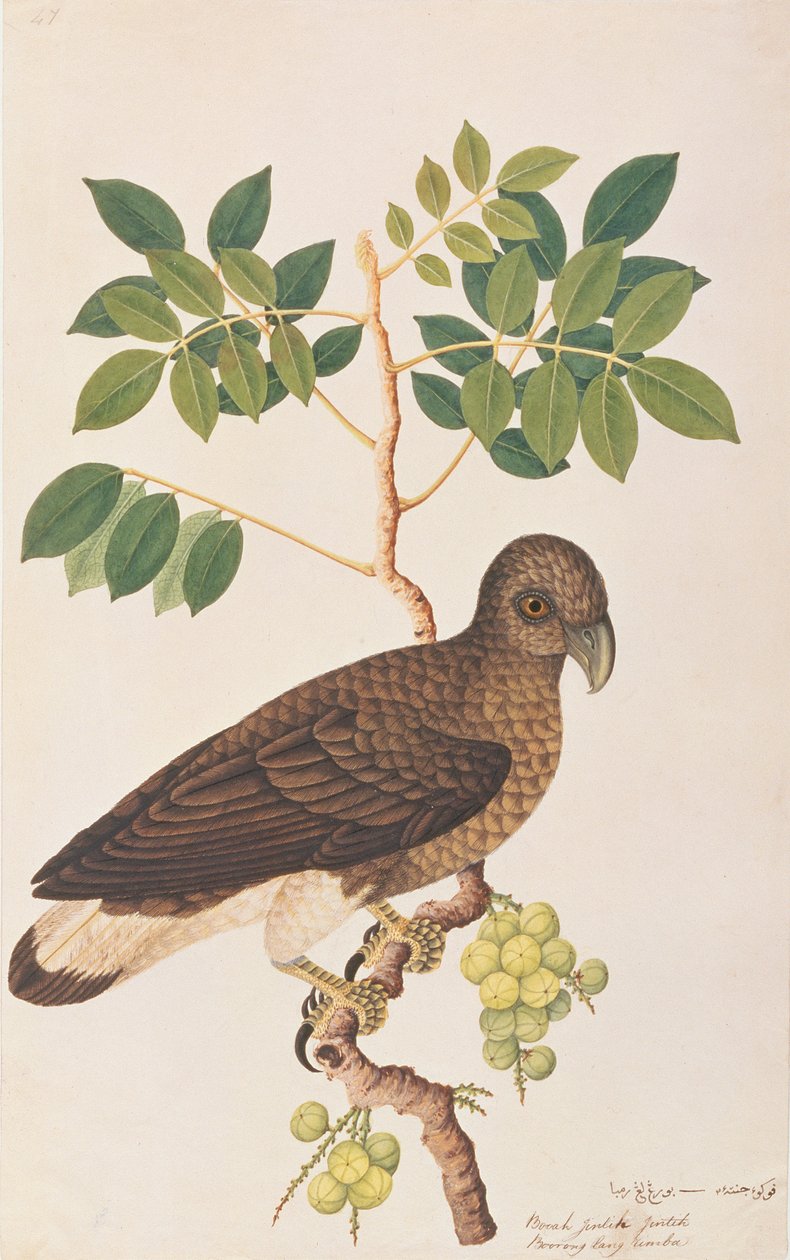 Aigle pêcheur à tête grise, tiré de Dessins d