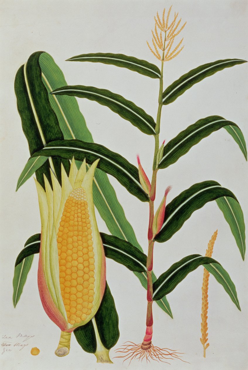 Jagong ou maïs indien, de Dessins de plantes de Malacca, c.1805-18 - Chinese School