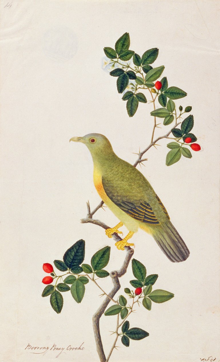 Pigeon vert grand, des dessins d