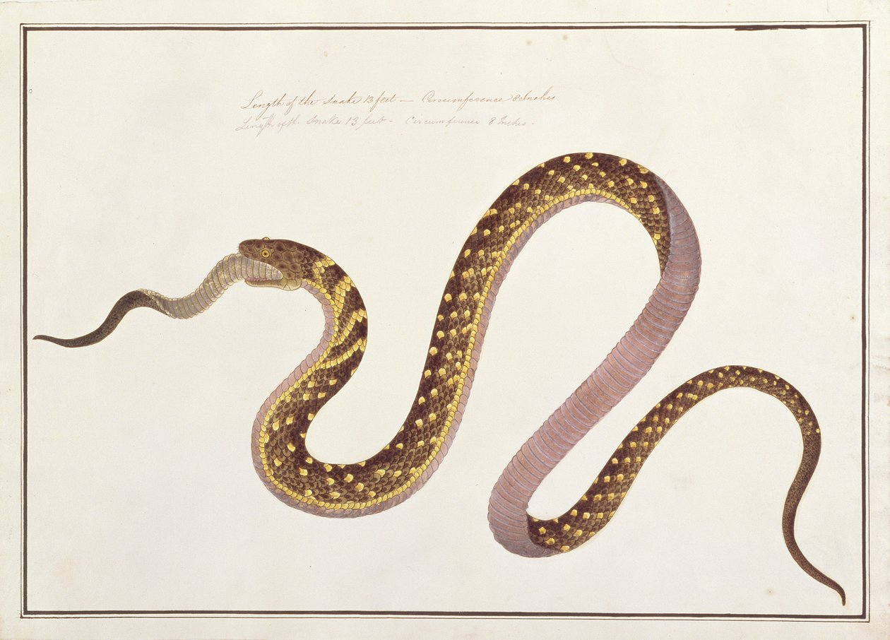 Grand serpent mangeant un autre, de Dessins d