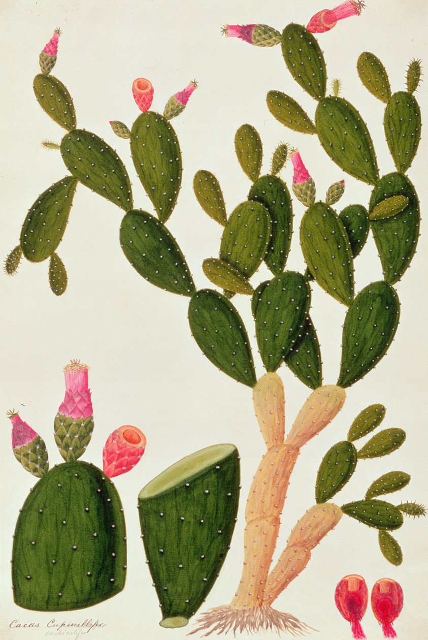 Liedah Badah, Cardasse Cochenille, d