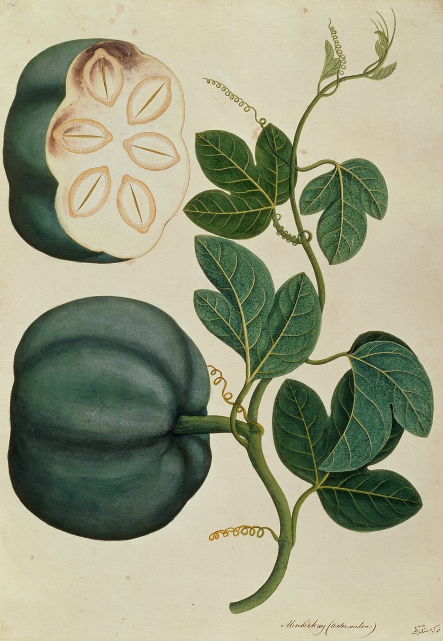 Mendickay ou Pastèque, de Dessins de Plantes de Malacca, c.1805-18 - Chinese School