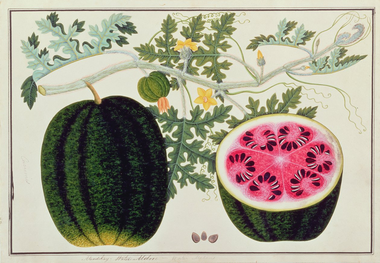 Mindikay ou melon d