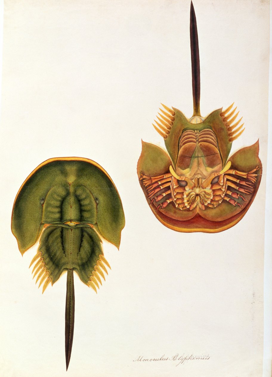 Monoculus Polyphemus, de Dessins d