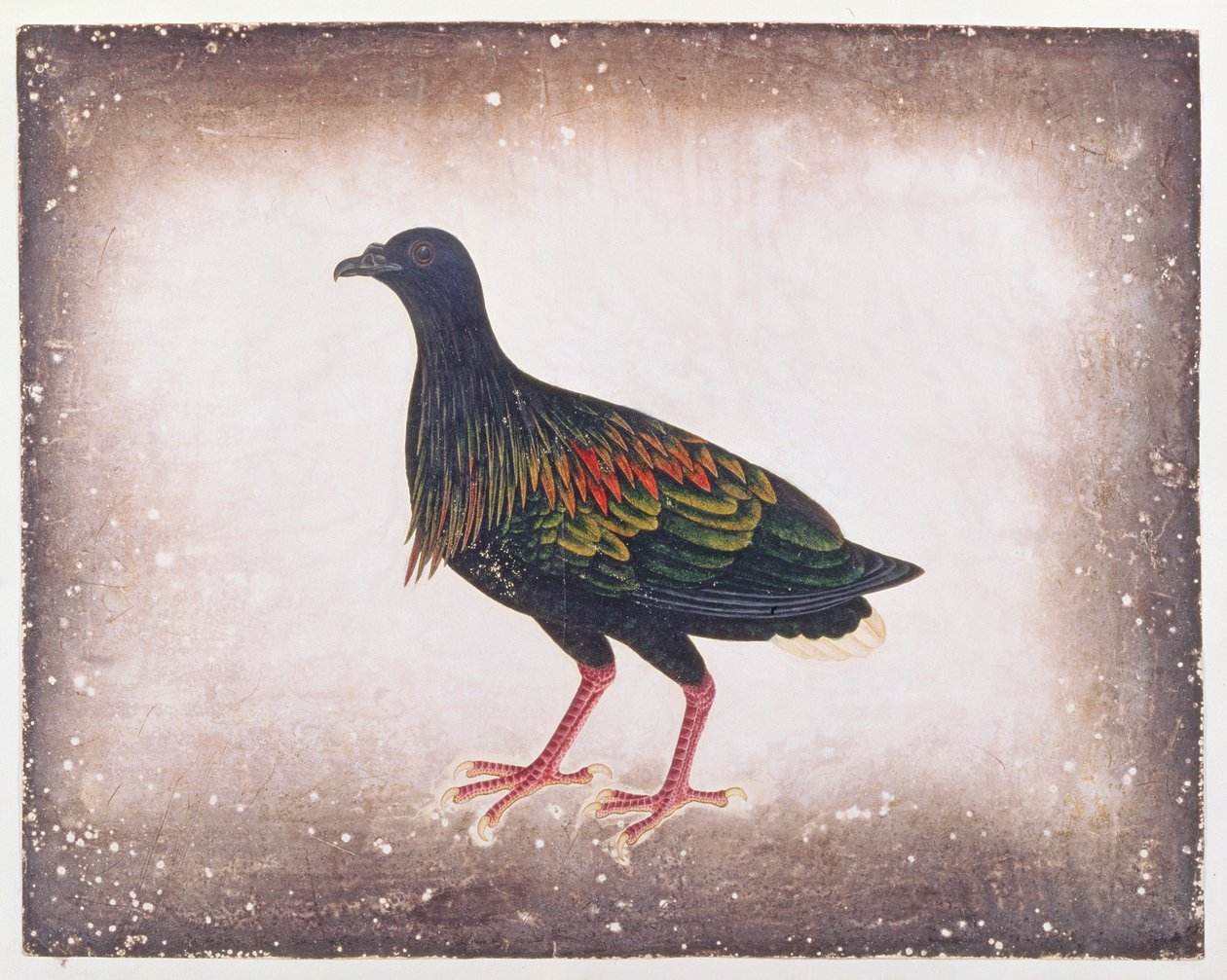 Pigeon de Nicobar, des dessins d