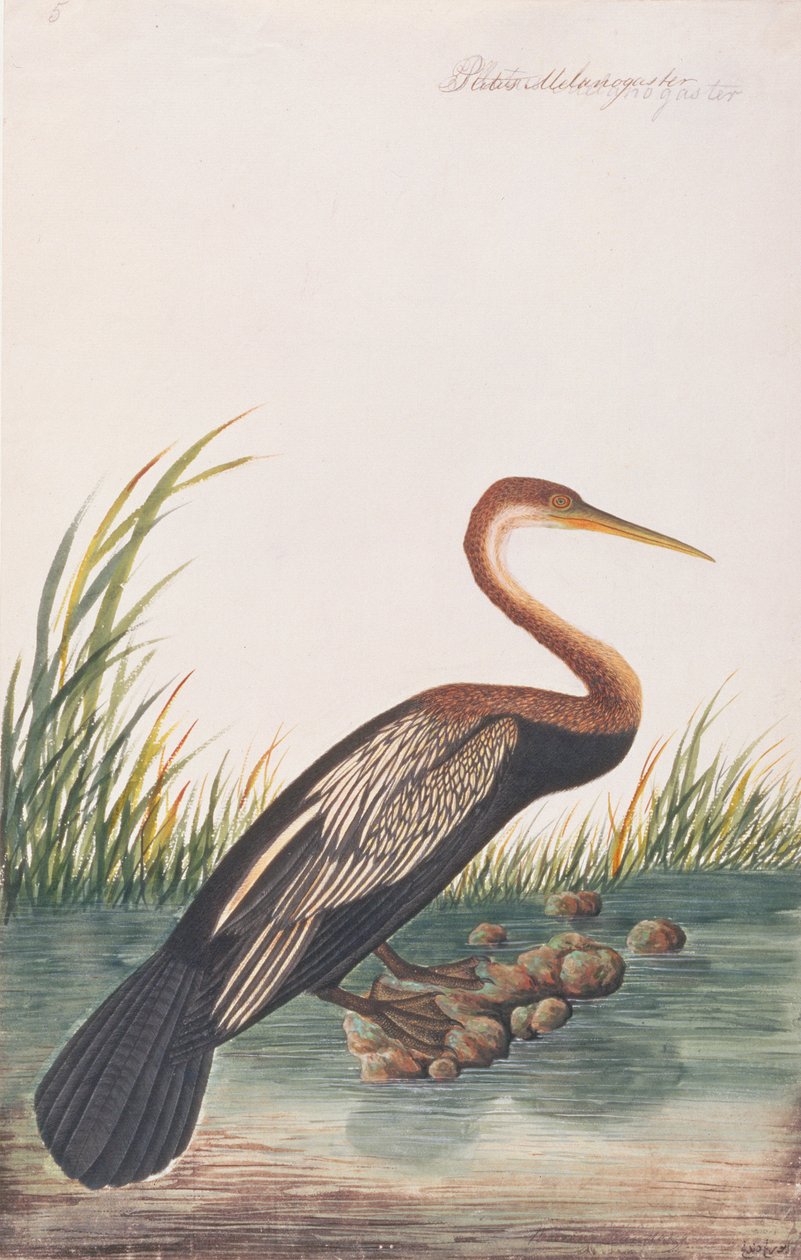 Anhinga d