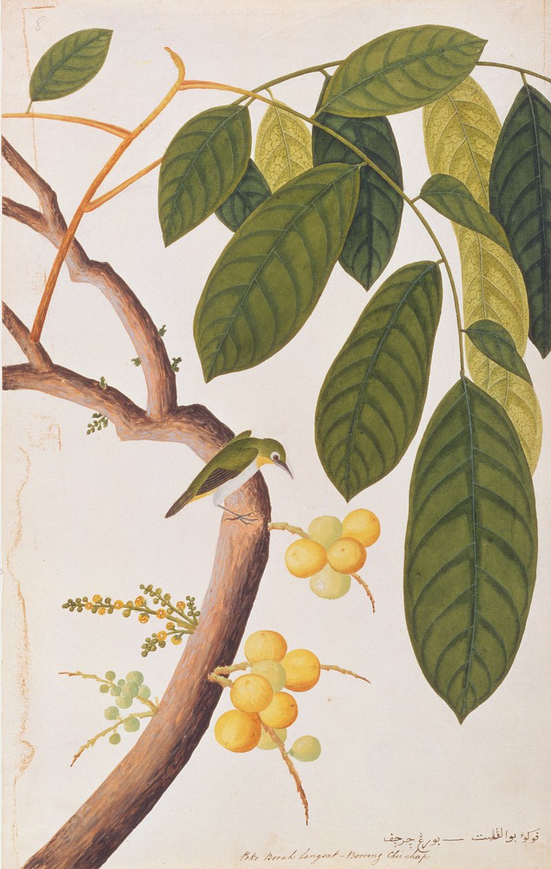 Zostérops oriental, tiré de Dessins d