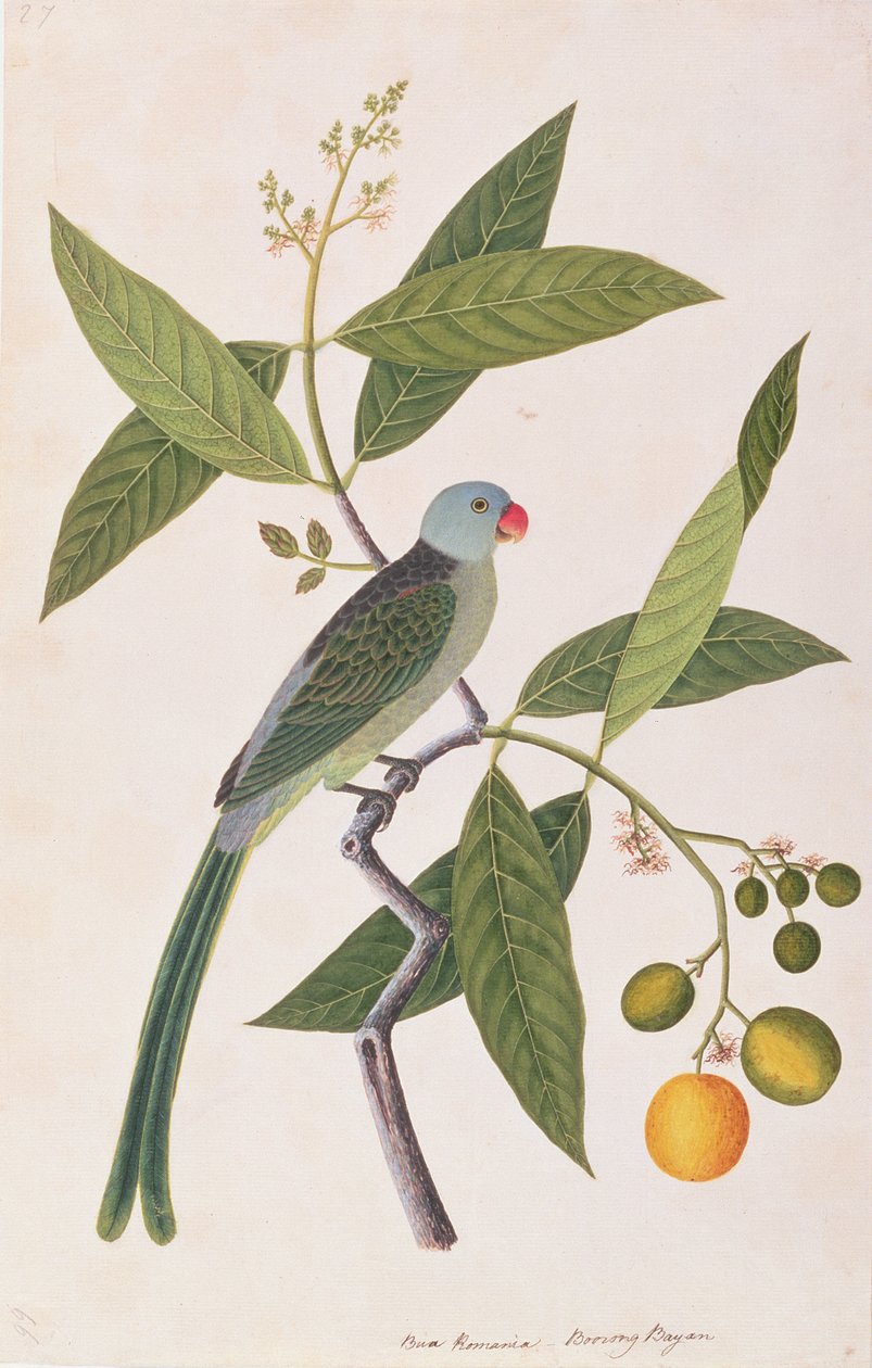 Perruche, tiré de Dessins d