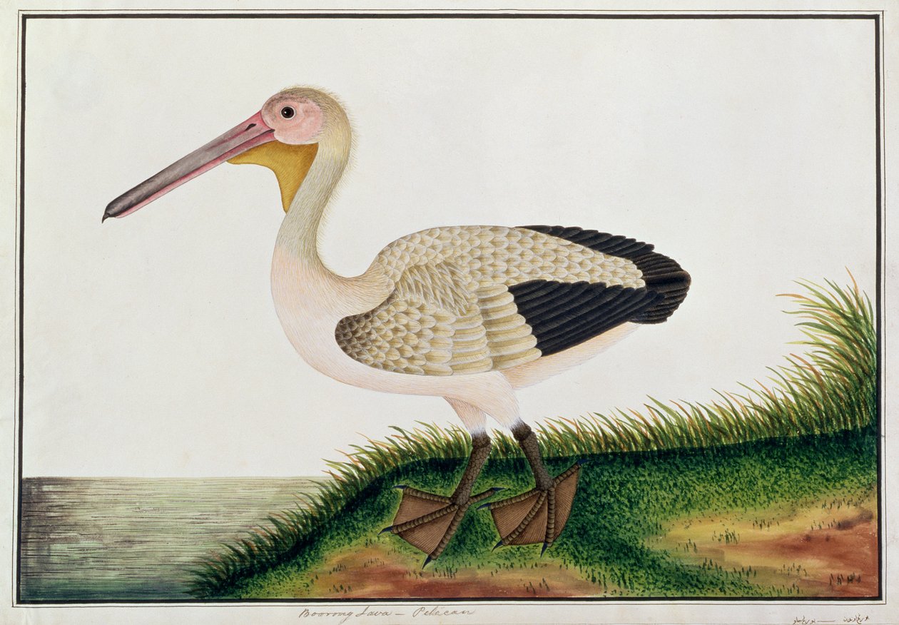 Pélican, Boorong Java, d