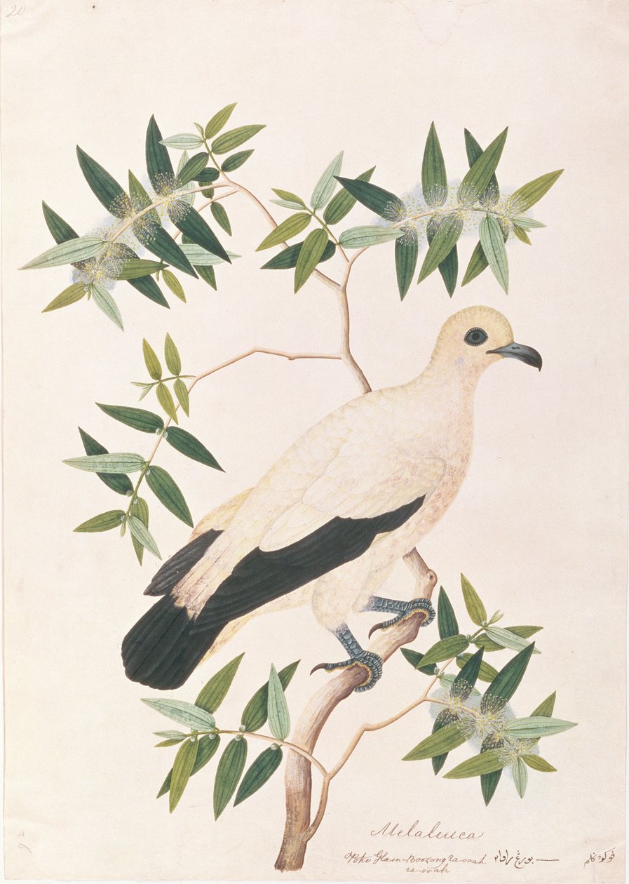 Pigeon impérial pie, tiré de Dessins d