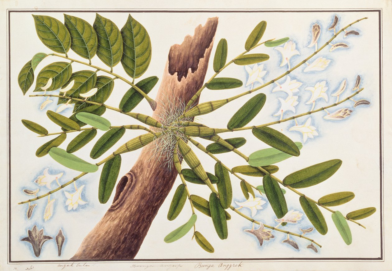 Orchidée pigeon, de Dessins de plantes de Malacca, c.1805-18 - Chinese School