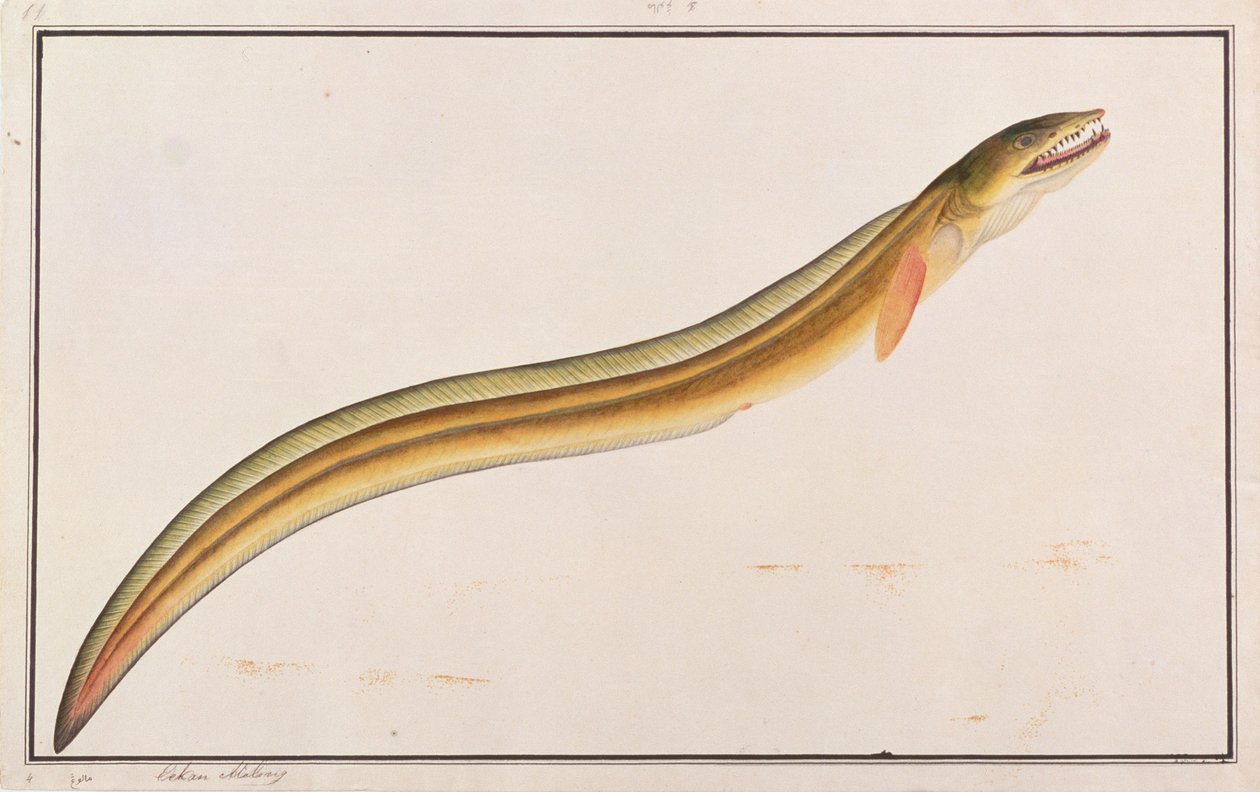 Congre brochet, de dessins de poissons de Malacca, c.1805-18 - Chinese School