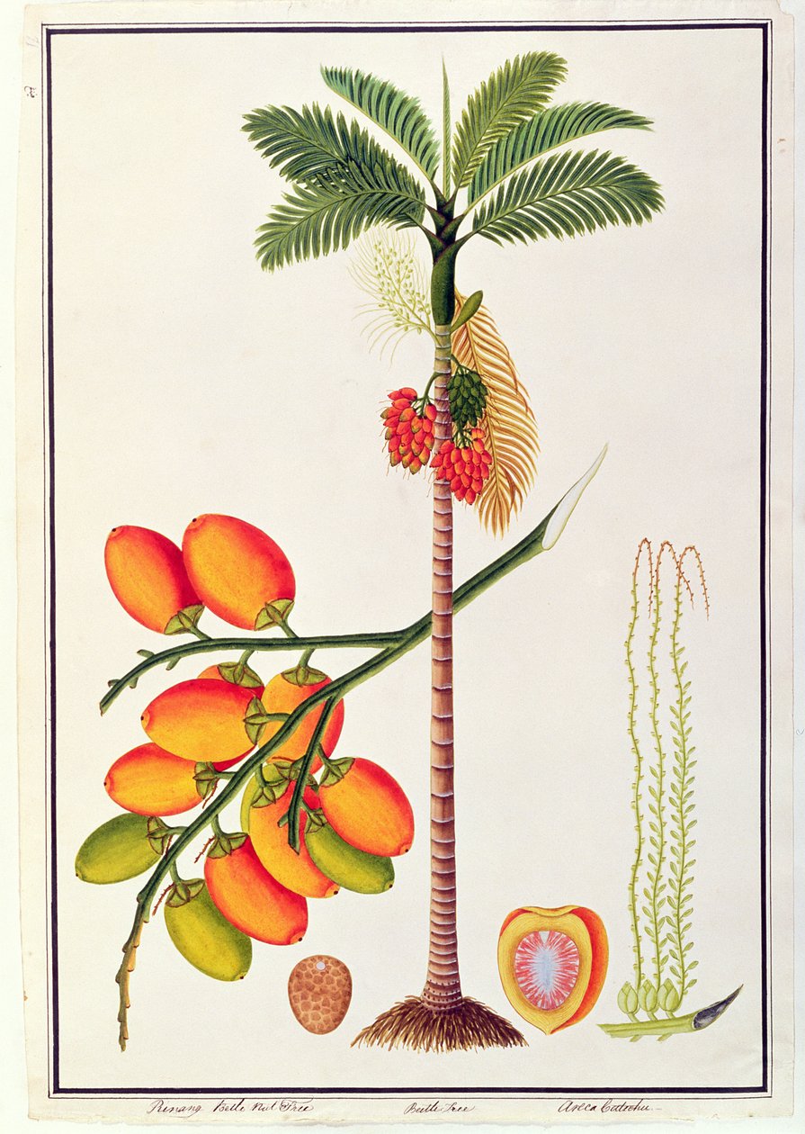 Pinang Betle Nut Tree, de Dessins de plantes de Malacca, c.1805-18 - Chinese School