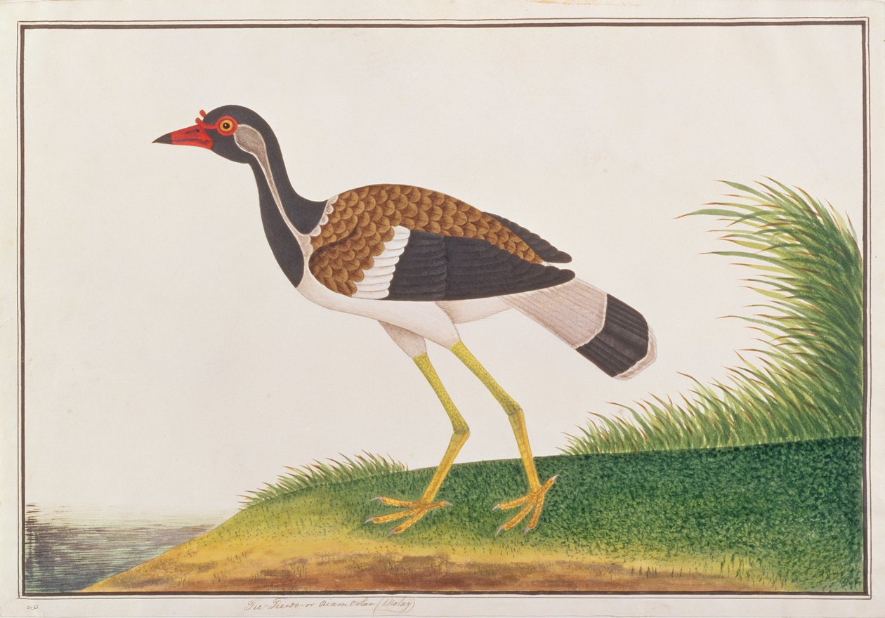 Vanneau à ailes rouges, tiré de Dessins d
