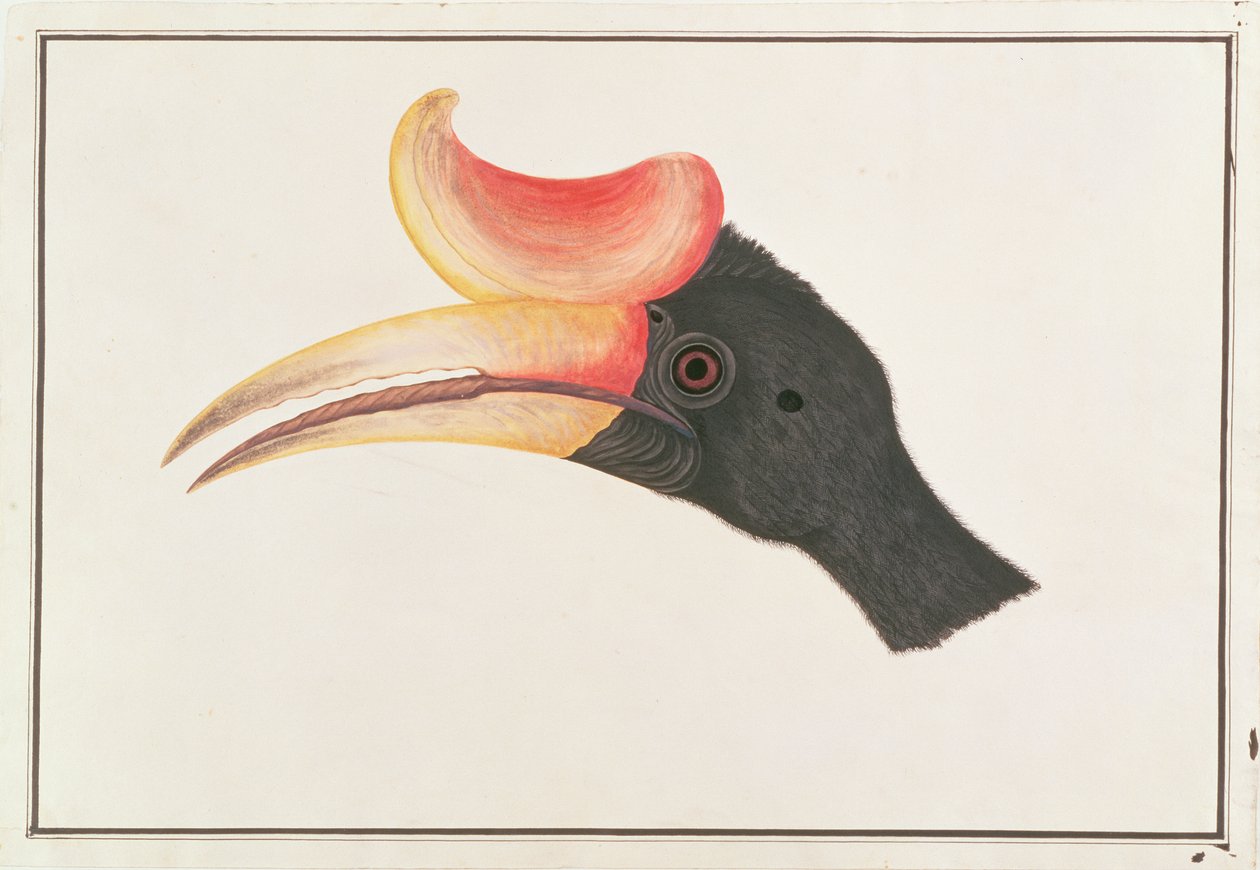 Calao rhinocéros, des dessins d