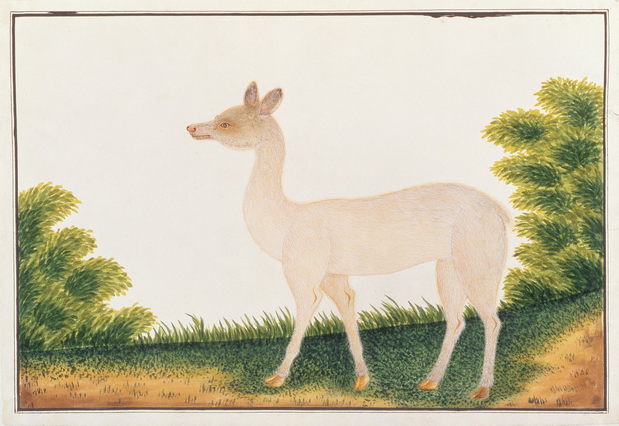Cerf Sambar, tiré de Dessins d