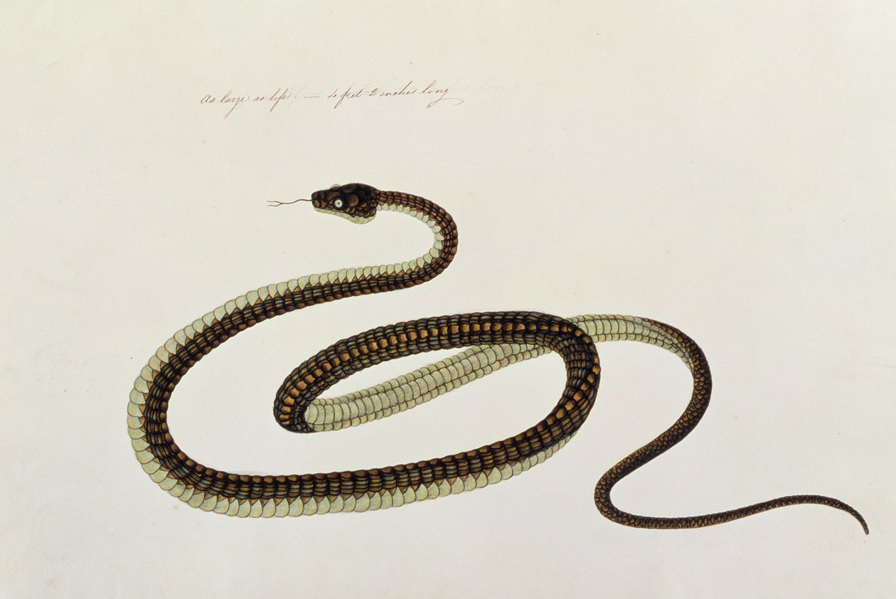Serpent, de Dessins d