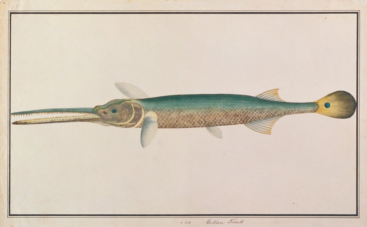Poisson-aiguille à queue tachetée, de dessins de poissons de Malacca, c.1805-18 - Chinese School