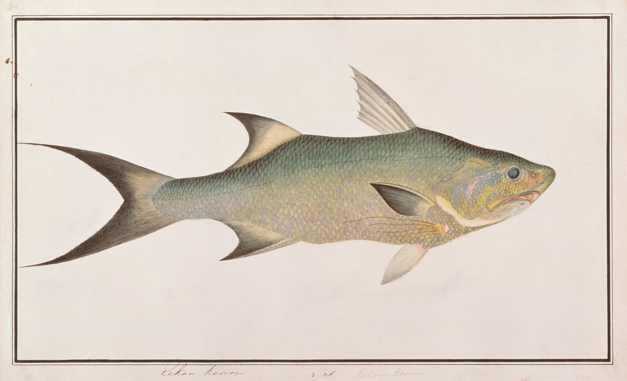 Poisson-fil, de dessins de poissons de Malacca, c.1805-18 - Chinese School