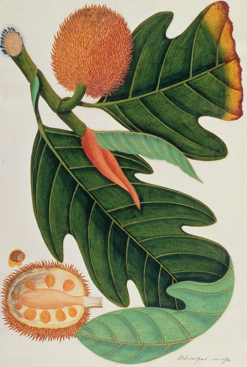 Trab ou Artocarpus incesses, de Dessins de Plantes de Malacca, c.1805-18 - Chinese School