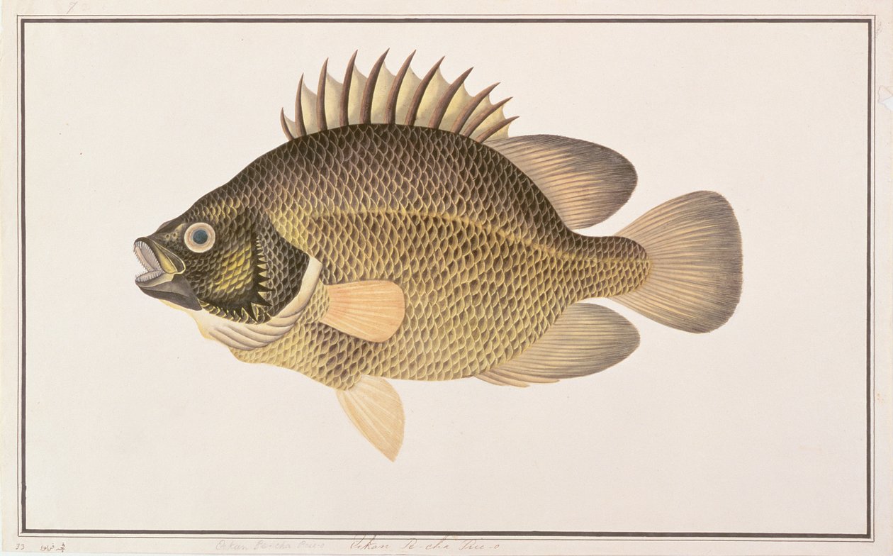 Tripletail, des dessins de poissons de Malacca, c.1805-18 - Chinese School