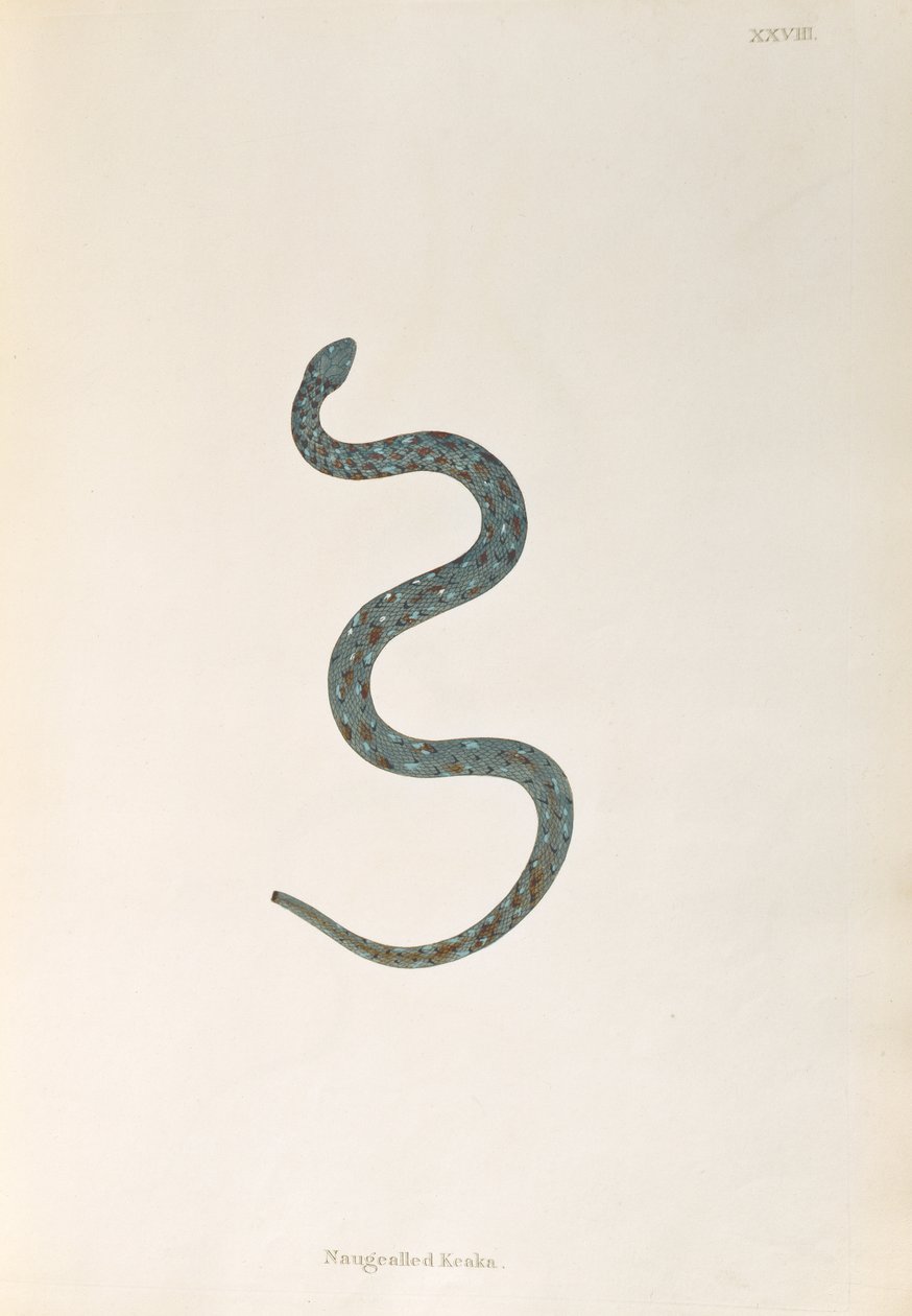 Serpent Naugealled Keaka de Un Compte Rendu des Serpents Indiens collectés sur la Côte de Coromandel par Patrick Russell, Londres, 1796 - English School