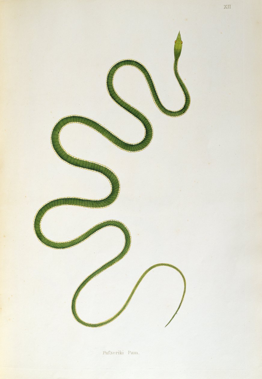 Serpent Pafseriki Pam de Un Compte Rendu des Serpents Indiens collectés sur la Côte de Coromandel par Patrick Russell, Londres, 1796 - English School