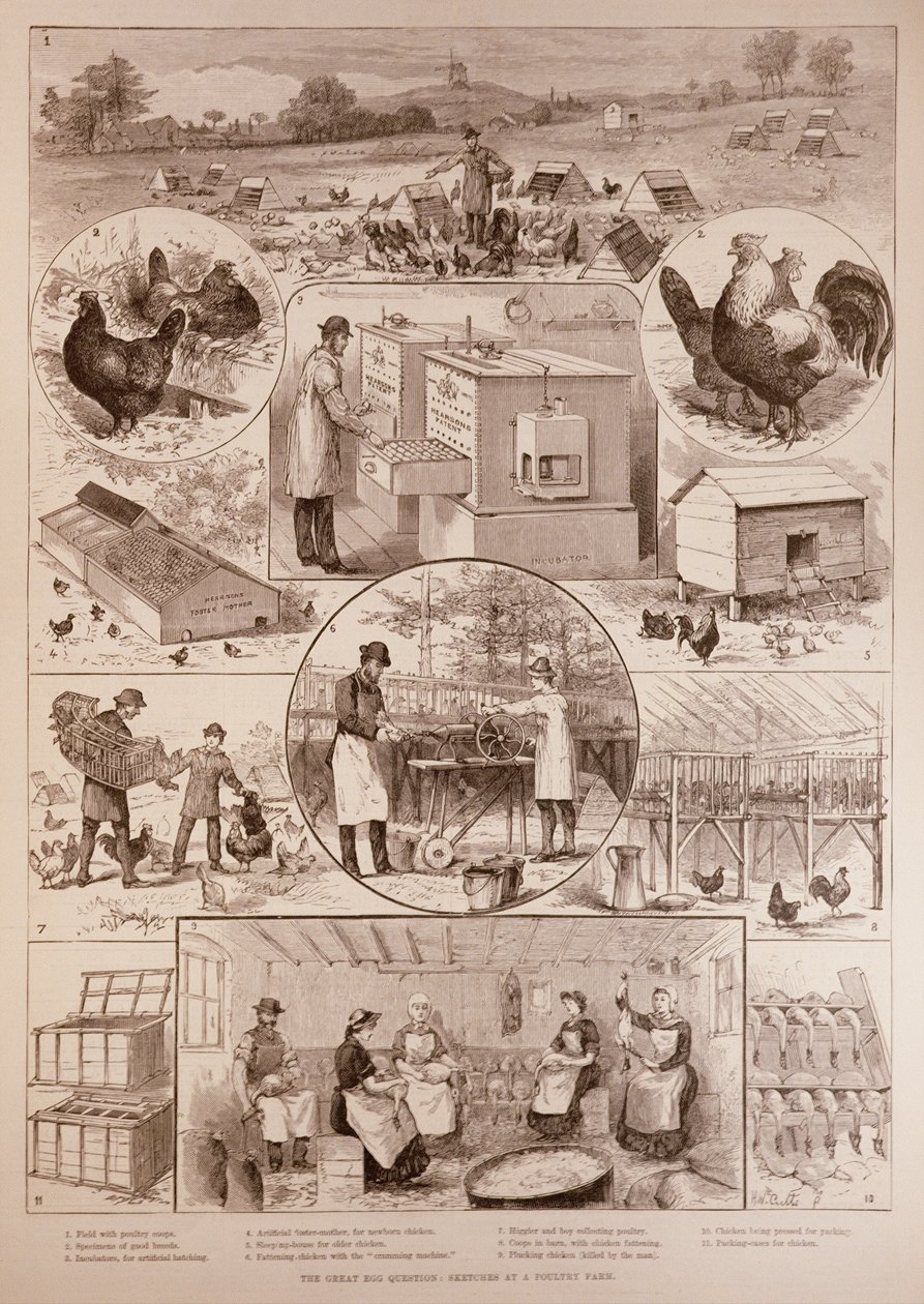 La grande question des œufs : Croquis dans une ferme avicole, de The Illustrated London News, 2 avril 1887 - English School