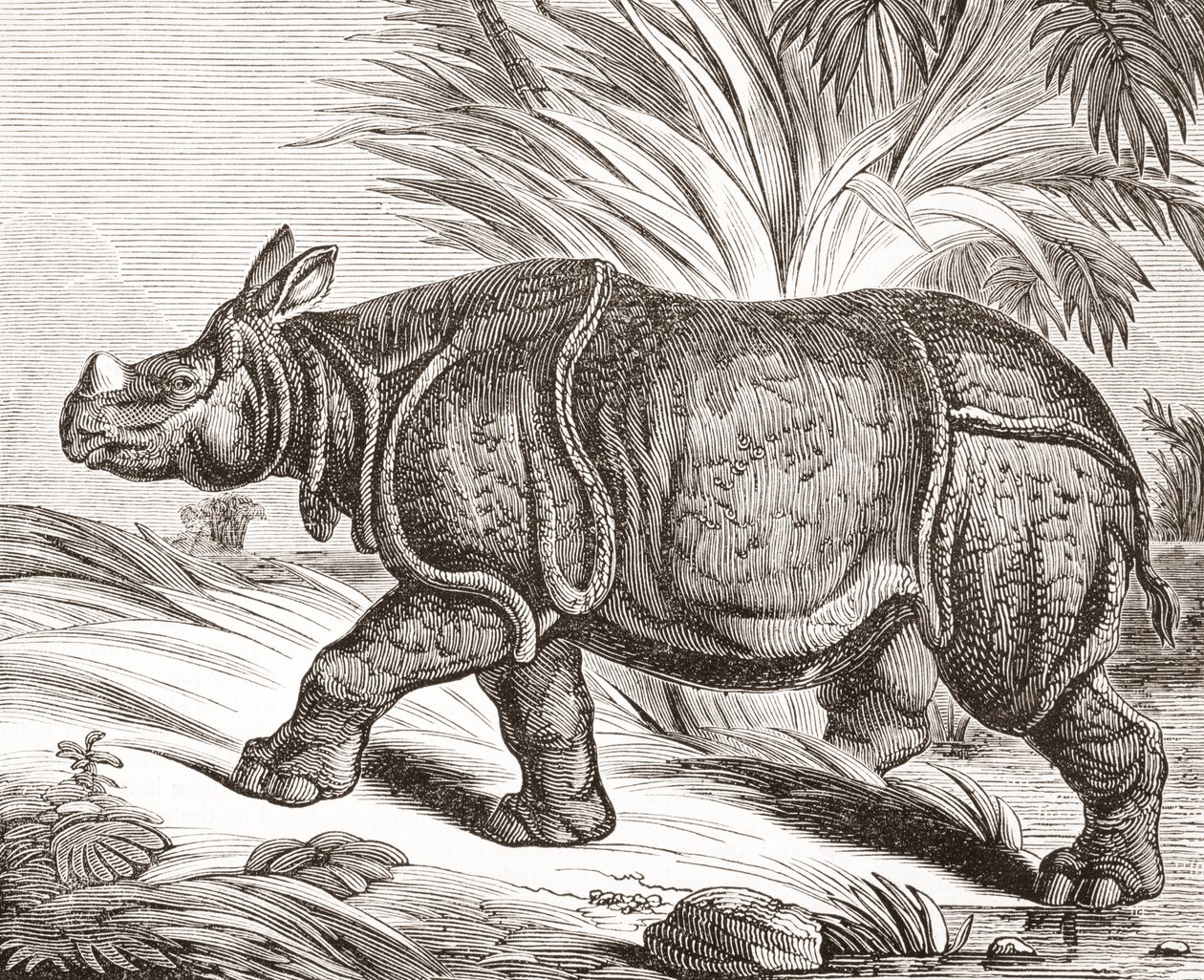 Le rhinocéros indien, ou rhinocéros à une corne, tiré de The Penny Magazine, publié en 1834 - English School