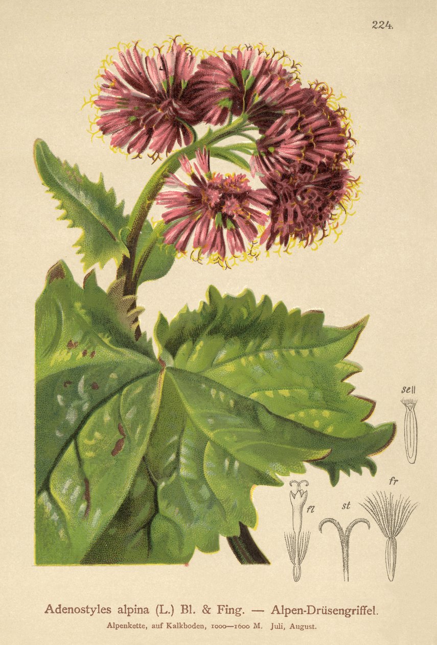Adenostyle (Adenostyles alpina, Adenostyles glabra) - German School