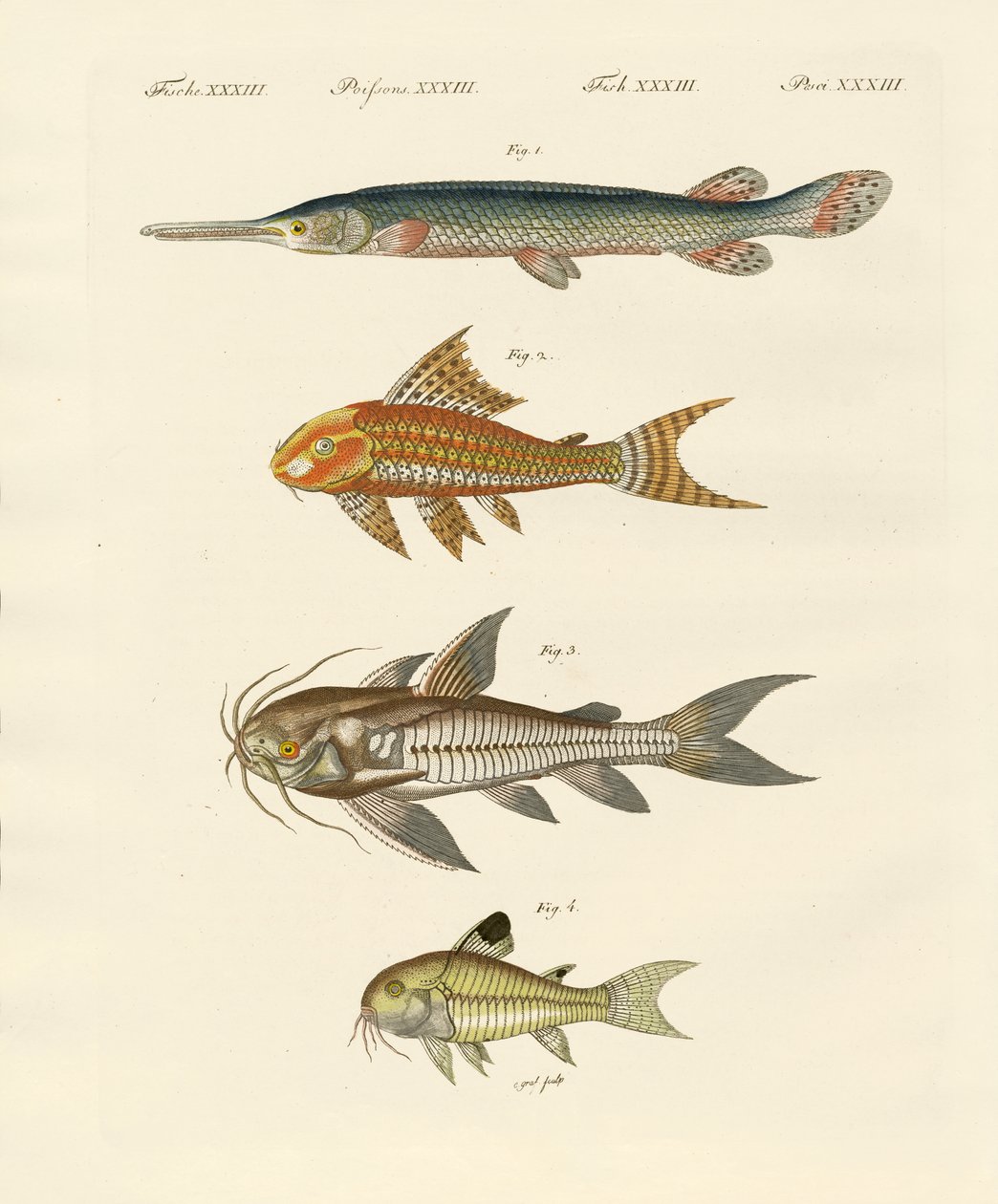 Poissons cuirassés - German School