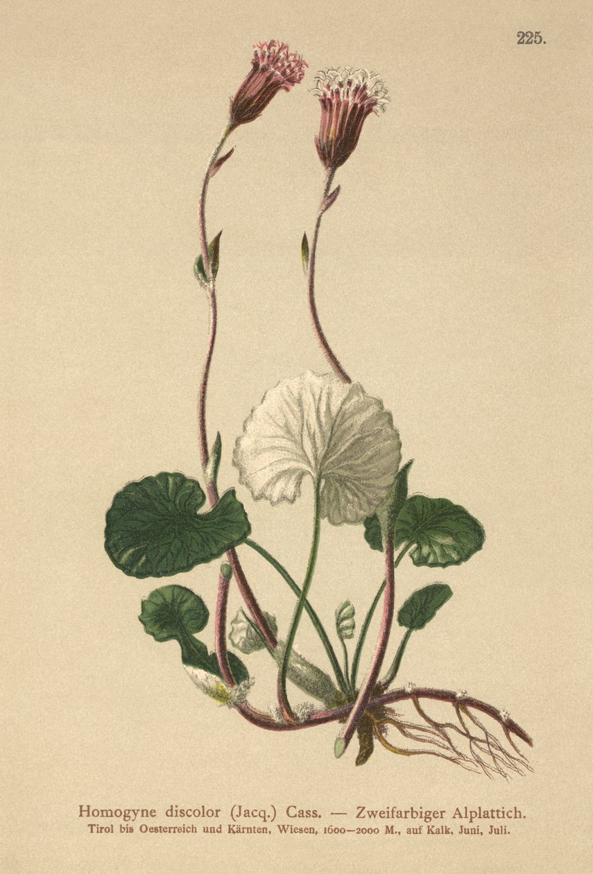 Tussilage décoloré (Homogyne discolor) - German School
