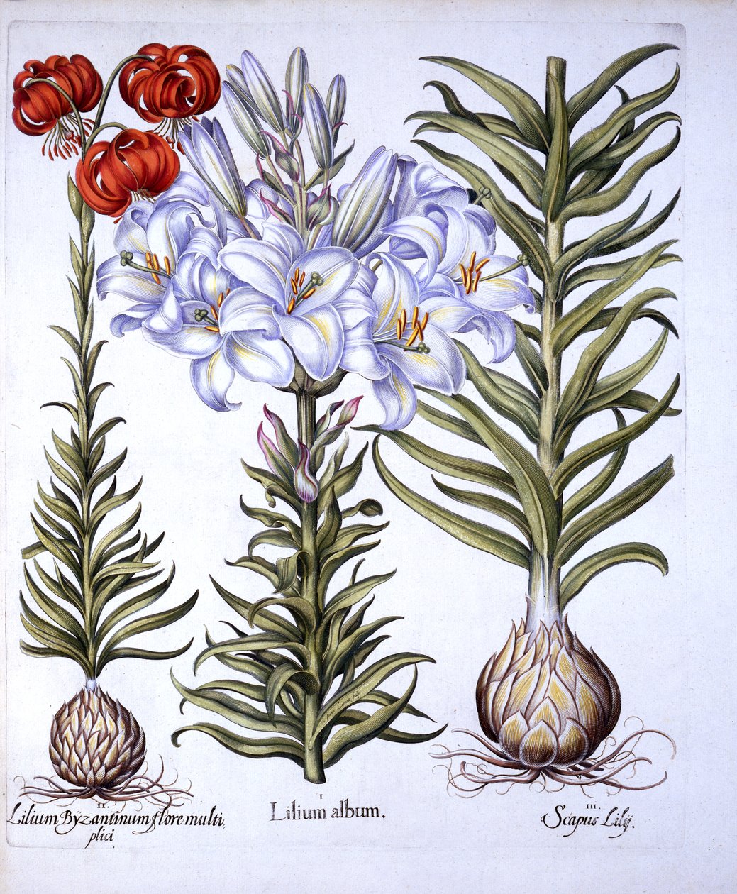 Lys de la Madone et bulbe, martagon rouge de Constantinople, de Hortus Eystettensis, par Basil Besler, pub. 1613 - German School