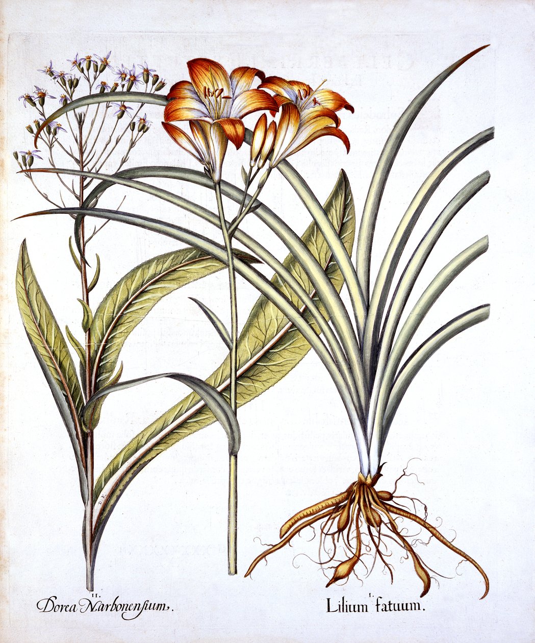Red-Yellow Day Lily et Groundsel, de Hortus Eystettensis, par Basil Besler, pub. 1613 - German School
