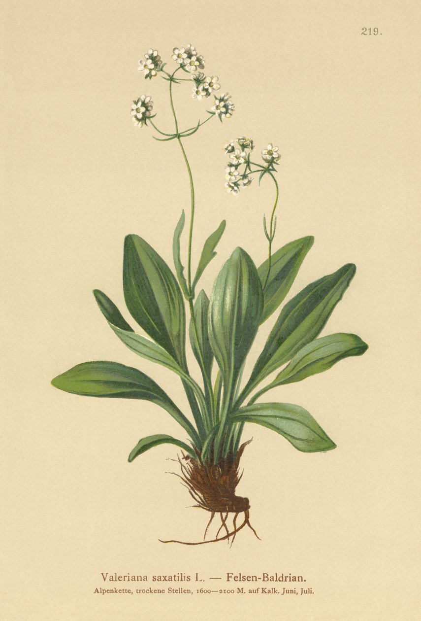 Valériane des rochers (Valeriana saxatilis) - German School