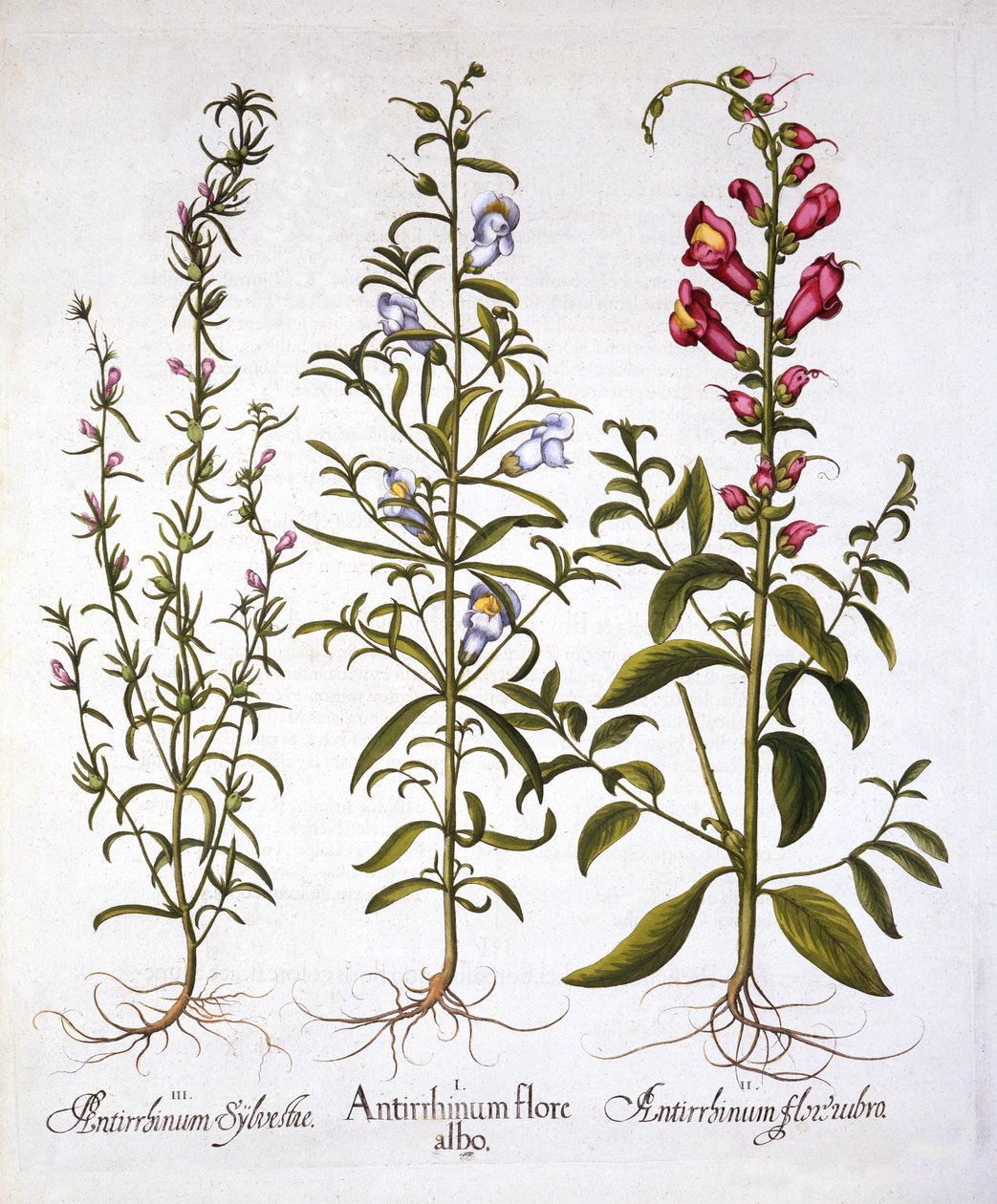 Snapdragons ou Antirrhinums, de Hortus Eystettensis, par Basil Besler, pub. 1613 - German School