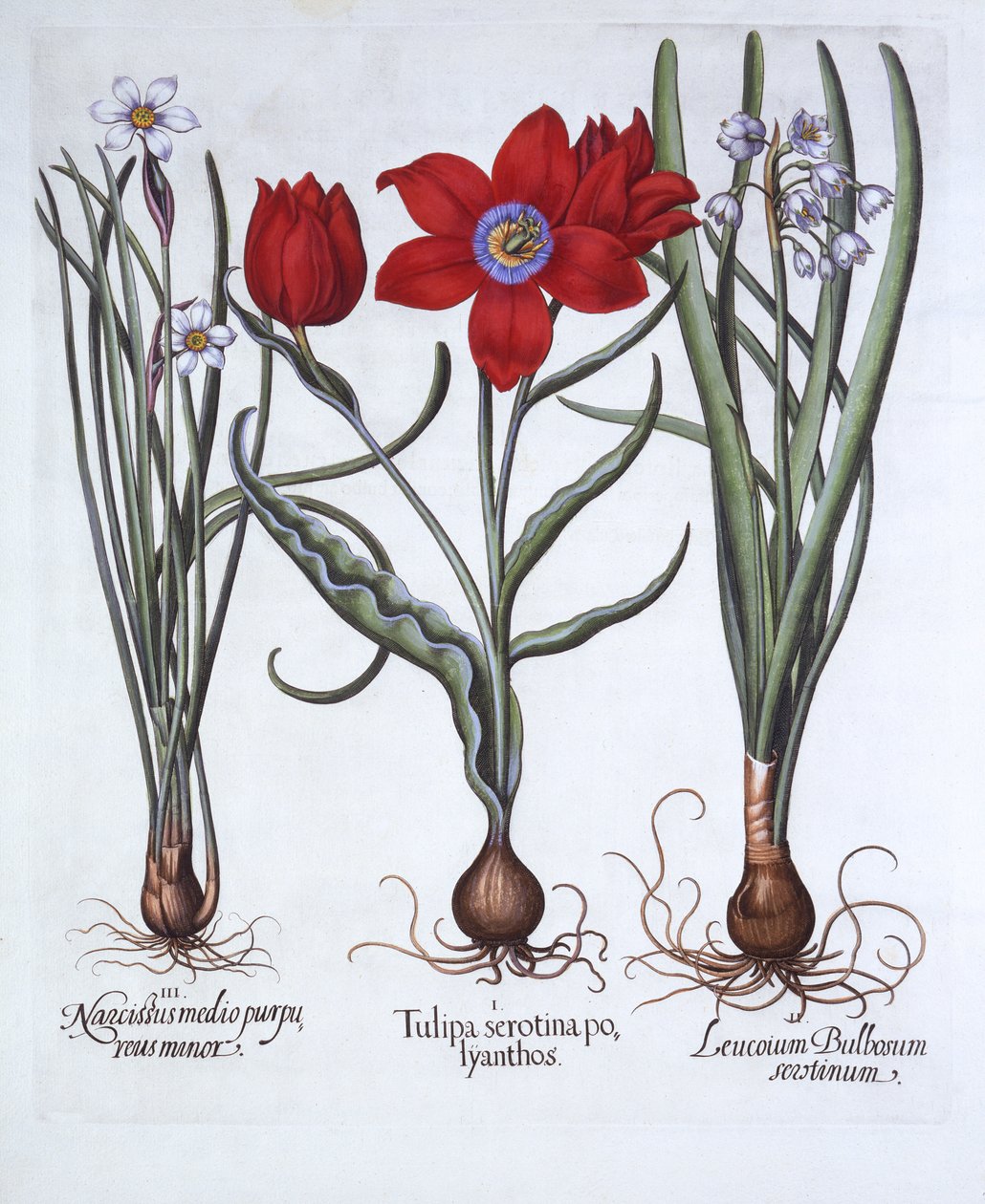 Tulip, Spring Snowflake et Narcissus, de Hortus Eystettensis, par Basil Besler, pub. 1613 - German School