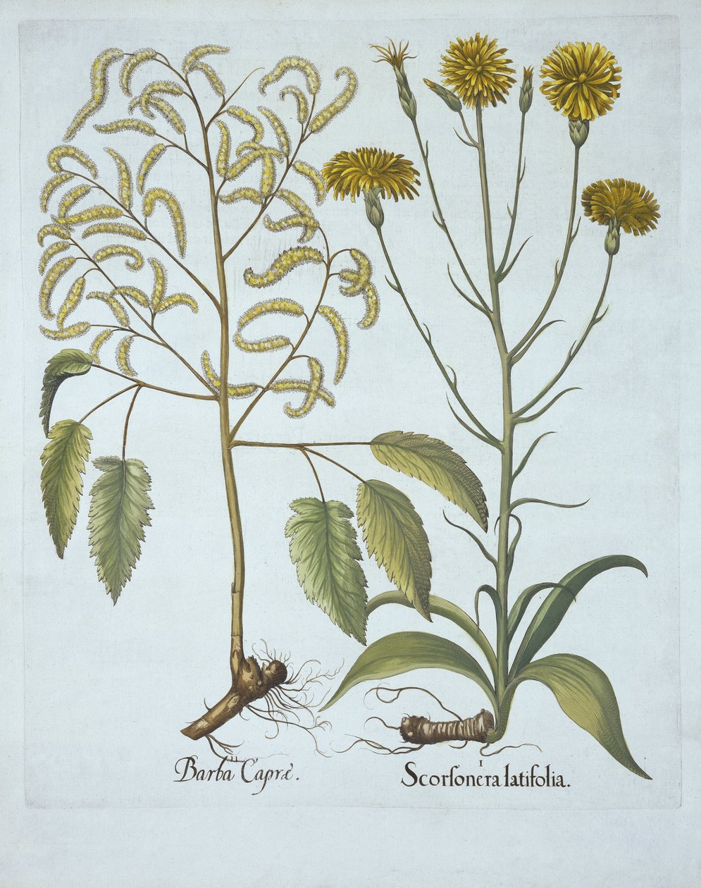 Herbe aux vipères et barbe de bouc, de Hortus Eystettensis, par Basil Besler (1561-1629), pub. 1613 - German School
